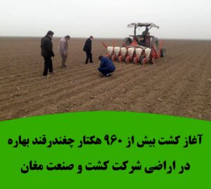 آغاز کشت بیش از ۹۶۰ هکتار چغندرقند بهاره در اراضی شرکت کشت و صنعت مغان